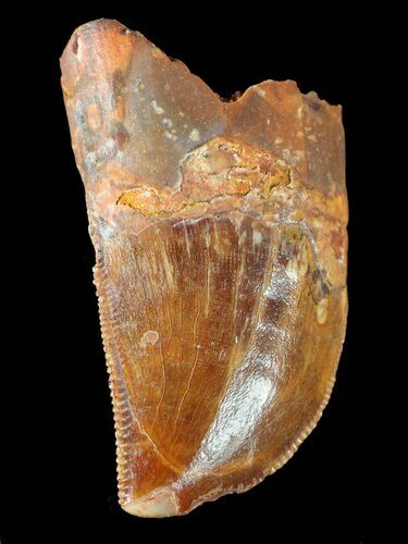 Juvenile Carcharodontosaurus Tooth - Partial Root #55753